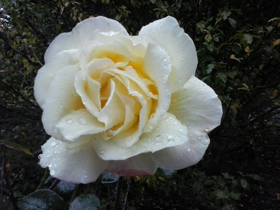 White rose